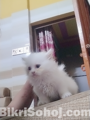 Persian cat